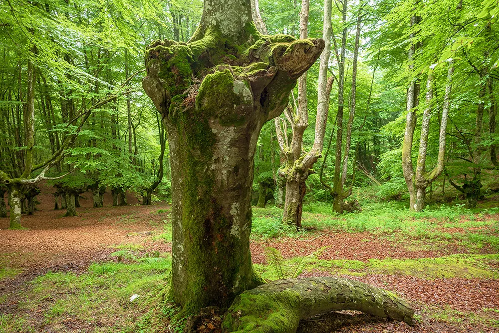 Parque Natural de Urkiola